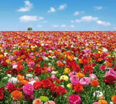 1183 Flowers Field